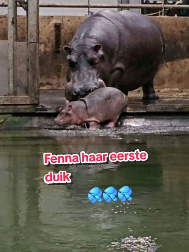 Fenna's Eerste Duik: Een Onvergetelijk Moment