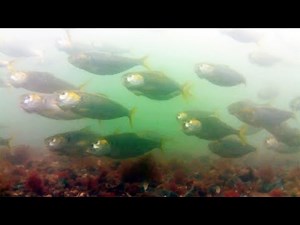 大黒ふ頭西緑地水中映像 003