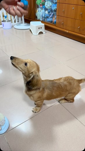 💡什麼是行為消弱（Extinction）？ 當狗狗的某個行為「再也得不到任何回饋」，這個行為就會像沒澆水的植物一樣逐漸枯萎！關鍵在於： 🚫中斷「行為」與「獎勵」的連結 🚫堅持到行為完全消失的臨界點 🔍從狗心理學看行為形成： 狗狗不是故意唱反調！所有持續出現的行為，背後都有「隱形獎勵」： ▫️吠門=主人過來關注 ▫️撲人=獲得肢體互動 ▫️咬牽繩=引發追逐遊戲 🔥經典失敗案例解析： 當你對吠叫的狗狗大吼「閉嘴！」→ 狗狗解讀：「我的吠叫成功引起兩腳獸共鳴！」→ 下次叫更大聲 ✨行為消弱四步實戰法✨ 1️⃣找出行為的「隱藏獎勵源」 2️⃣設計「零反應」應對方案 3️⃣預備行為爆發期（Extinction Burst） 4️⃣同步建立替代行為 📌實際應用示範： ❌問題：開飯前瘋狂撲人 ✅消弱方案： • 立即定格成雕像（中斷互動） • 等待4腳著地 3秒安靜 • 立刻給食 平靜誇獎 ⚠️注意：前3天撲擊會更激烈！這是行為即將消失的前兆 🎯適用情境： 吠叫要求關注、故意撞翻物品、過度舔舐等「主動引發互動」的行為 | MHdogtraining犬隻訓練