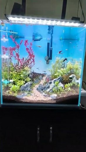 Setting Up My Dream 40cm Cube Planted Aquarium | Step-by-Step Setup