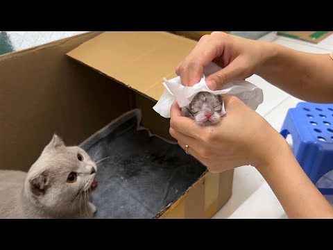 Cat Giving Birth: Cat givings birth to 3 kittens of the same color - Part 1.