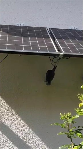 meine PV Module spielen verrückt 😂