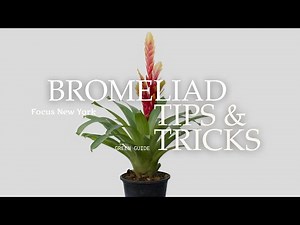 Bromeliad Tips and Tricks by Focus New York