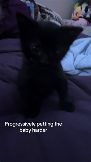 Chilling Kitten: Calm Cat Moments Caught on Camera