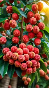 The Secret to Reviving Lechee Trees! 🔥 #LycheeTreeCare #TreeGrafting #RevivePlants #FruitTreeTips #USAHomeGarden #GardenTok #PlantRescue #TropicalGardening #GreenThumbUSA #BackyardFarming #OrganicGardening #HomeGardening | Morgan Venn