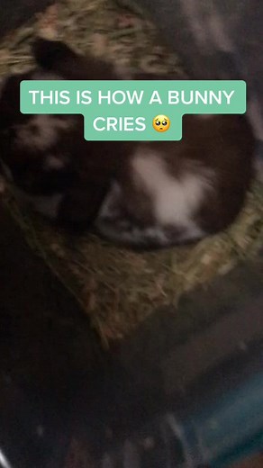 Gigi the Bunny: Bunny Crying Sounds