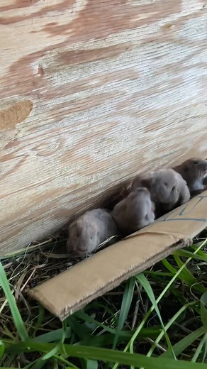 Can you believe how CUTE these Northern Pocket Gophers are? They came to us as orphans, and were slightly smaller than the size of a thumb! Now they are ready for release, and love to snuggle and eat copious amounts of fresh grass! #fyp #wildlife #cute #yyc #calgary #pocketgopher