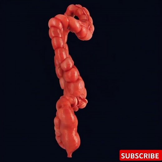 The Large Intestine: A Detailed Anatomy Overview