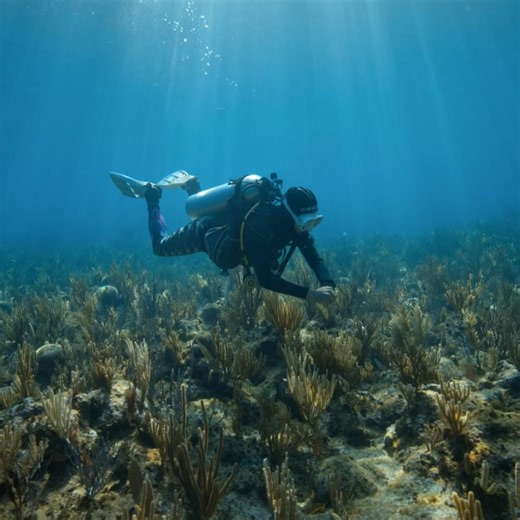 Utila Dive Centre: Professional Scuba Instruction on Reels