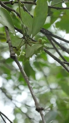 Where Star Anise Essential Oil Comes From