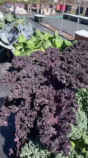 Spring Gardening Tips for Central Florida