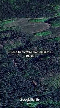 The Crooked Forest Mystery 🌲 Why Do These Trees Bend?