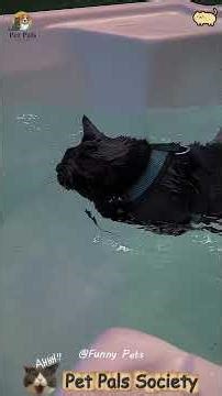 Ep.69 🐾 Fluffy cuddle bug 🐾 | Your personal warmth provider ☁️