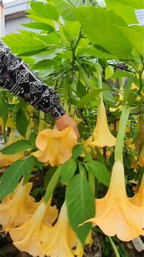 Planting Angel's Trumpet Flowers #WeekendFarm