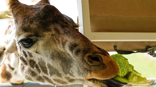 An Ohio safari? How The Wilds fosters animal conservation in an unlikely home