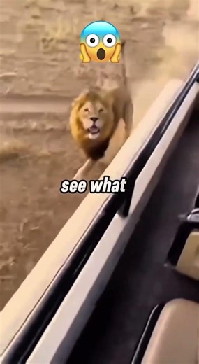 The Scariest Lion Attack You’ll Ever See! 😱