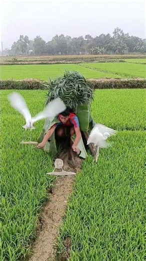 A new technique for catching bumblebees in seed paddy fields,🦩😱