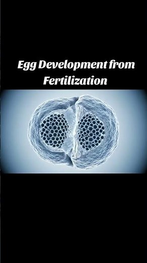 Egg Development to Fertilisation | How Life Begins Inside the Human Body