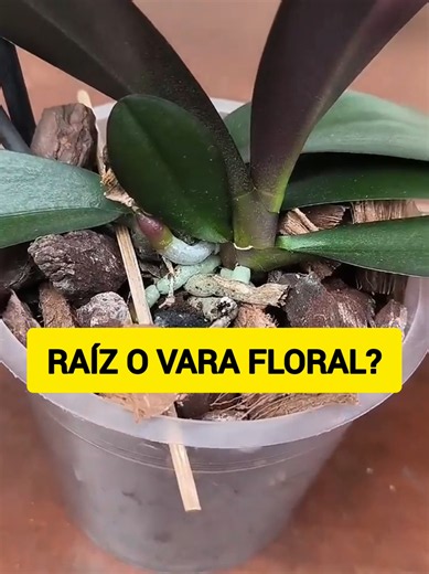 Cómo diferenciar raíz y vara floral en Phalaenopsis en segundos