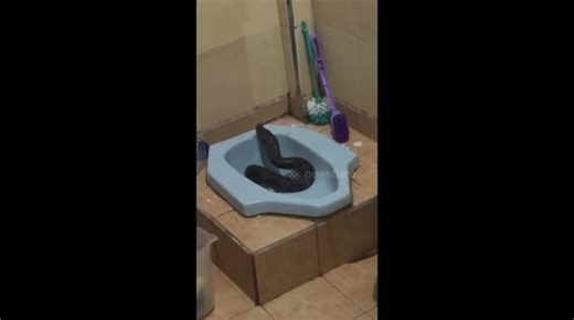 Huge python emerges from family's toilet in Indonesia