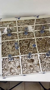 3.2M views · 48K reactions | Nourrir les fourmis tous les jours pendant 365 jours - Jour 188 | Espèce -> Pheidole pallidula | Gigafourmis | Facebook