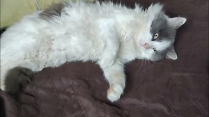 Do Cats Sleep a Full Night?