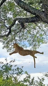 1.8M views · 20K reactions | Leopard Survives 6 Metre Fall After...