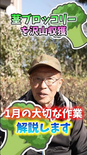 Important work in January to harvest a large amount of broccoli stems in home gardens and farms! ...