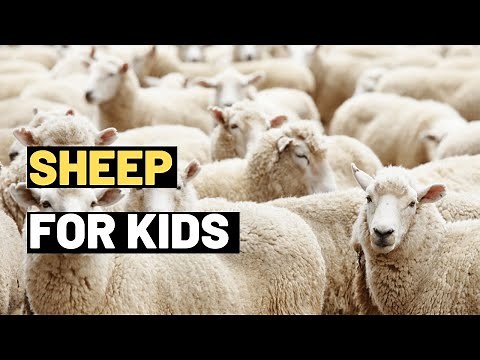 Sheep For Kids | Meet the Fluffy Sheep: A Fun and Educational Lesson for Kids | Sheep Produce Wool