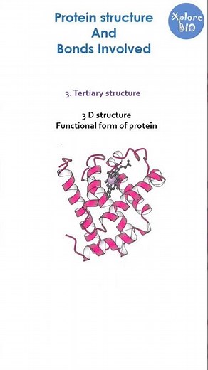 Protein structure and bonds involved.
