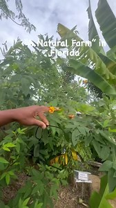 A tour of the food forest at “a natural farm” | Andre The Farmer | Facebook