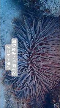 🌊【サンゴ礁のSOS】ALWING Masaが実践しているオニヒトデの見つけ方！食痕（しょくこん）探索ガイド