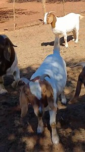 6.2K views · 122 reactions | Successful Boer goat farming isn’t just...