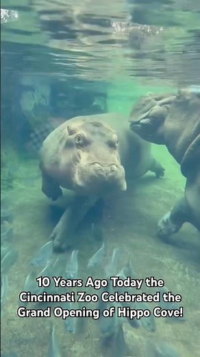 10 Years Ago Today the Cincinnati Zoo Celebrated the Grand Opening of Hippo Cove!