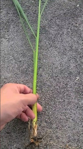When to Apply Fertilizer for Rice Ears: Amount is Crucial, Apply the Right Amount at the Right Ti...
