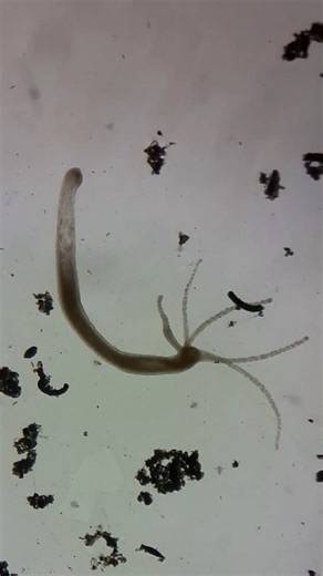 Marcelo Silva-Briano | La Hydra sp., un pequeño y fascinante invertebrado que pertenece al Phylum CNIDARIA, es una especie emparentada con las anémonas y medusas.... | Instagram