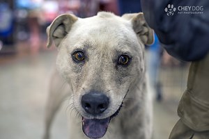 Tinder App Dogs Searching for Permanent Love