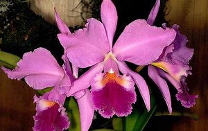Cattleya Labiata - Conheça a Orquídea Rainha do Nordeste