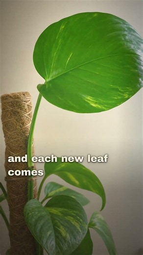 Why Your Pothos Leaves Stay Small (The Fix Is A Stick)
