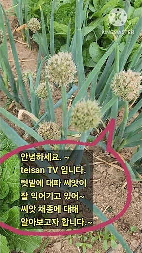 텃밭에서 씨앗이 익어가는 대파! 씨앗 채종 후, 보관, 관리 방법은 쉽더라구요.ㅎ~#농사 #농부 #농부의일상 #주말농부 #주말농장 #대파키우기 #대파 #파종