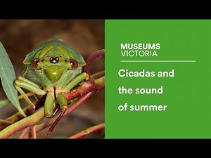 Cicadas and the sound of summer
