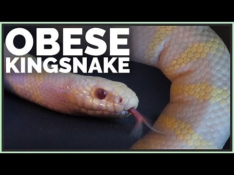 Meet the Obese Kingsnake! How Will We Help it Lose Weight?