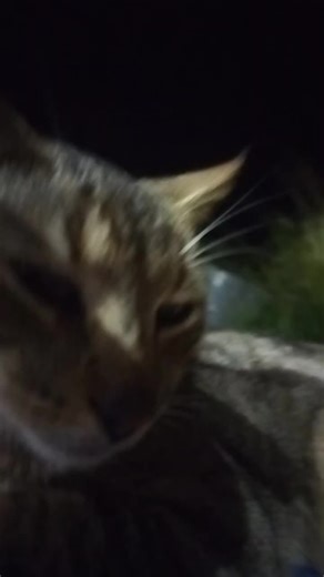 Videos de ️carlos (@car_los232011) con “Quiero una estufa - Cori”