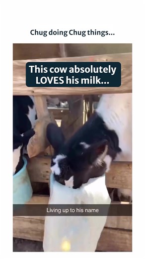 Chug the Cow: A Day in Farm Life