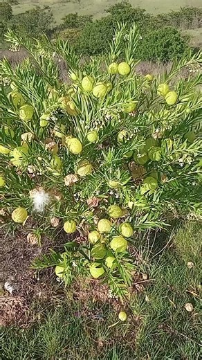 Execo jozzi🎤 (@execojozzi)’s videos with original sound - Execo jozzi🎤