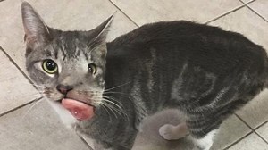 14K views · 1.7K reactions | Abandoned Cat With a Severe Facial Tumor Was Facing Euthanasia | VLUVI | Facebook