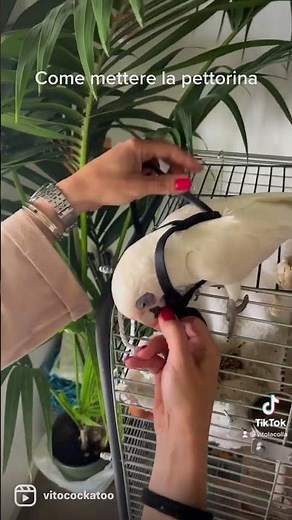 How to Put a Harness on a Parrot (and Why You Should)