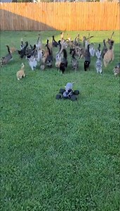 494K views · 10K reactions | The Fast and the Furriest: Paws vs. Wheels! Watch these cat-letes attempt to catch the im-paws-ible as a remote-controlled mouse leads them on the ultimate tail chase. Will they catch their prey or just end up chasing their tails? It's a purrsuit that's wheelie entertaining! ️ | FuFu’s Cat House | Facebook