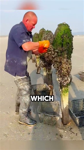 Why Do They Farm MUSSELS Like This? 😱