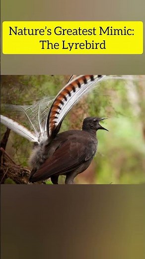 Nature’s Greatest Mimic: The Lyrebird